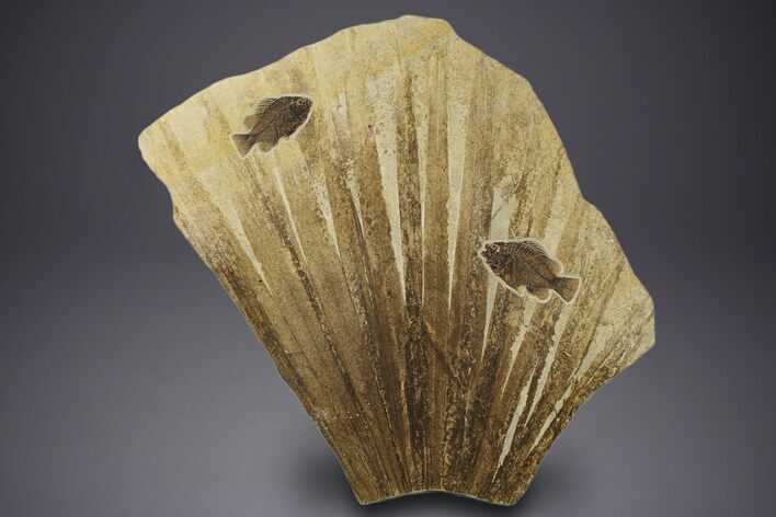 Fossil Palm and Fish Mural - Green River Formation, Wyoming #378284